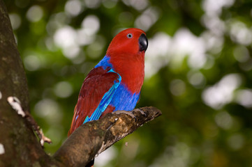 Papua New Guinea, Lae. Female Eclectus Parrot.