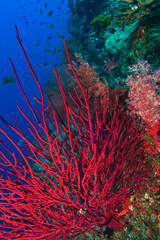 Fototapeta na wymiar Gorgonian Sea Fans, soft corals, Bligh Water, Viti Levu, Fiji, South Pacific