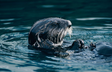 Fototapeta premium Sea Otter, Enhydra lutris, adult eating Shells, Seward, Alaska, USA, March