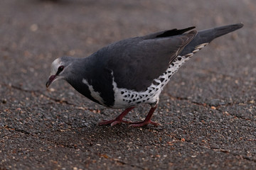 Wonga Pigeon in Australia