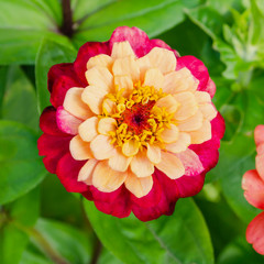 Macro photo of nature plant flower zinnia.