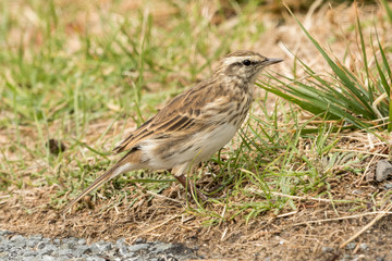Australasian Pipit