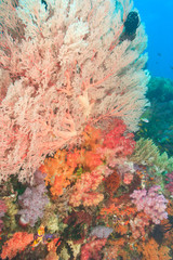 Fototapeta na wymiar colorful soft corals and gorgonian sea fans, Raja Ampat region of Papua (formerly Irian Jaya)