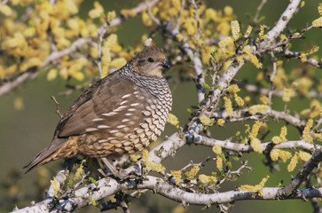 Scaled Quail, Callipepla squamata, adult on blooming Blackbrush Acacia (Acacia rigidula), Starr County, Rio Grande Valley, Texas, USA, March