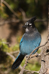 Steller's Jay, Cyanocitta stelleri, adult, Rocky Mountain National Park, Colorado, USA, September