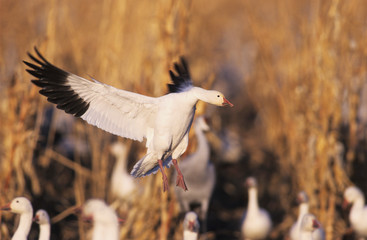 Snow Goose, Chen caerulescens,adult in flight, Bosque del Apache National Wildlife Refuge, New Mexico, USA, December