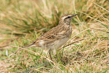 Australasian Pipit