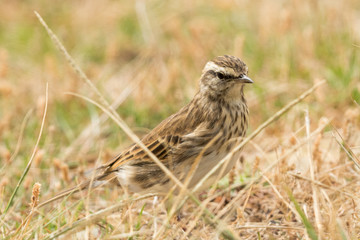 Australasian Pipit