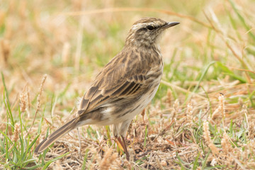 Fototapeta premium Australasian Pipit
