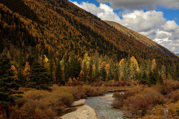 Fall Autumn Colors, Trees, Colorful Yellow Leaves, Golden and Red Leaves, Colorful Forest. Beautiful assortment of colorful trees, blue sky and sunshine. Layers of trees, background graphic