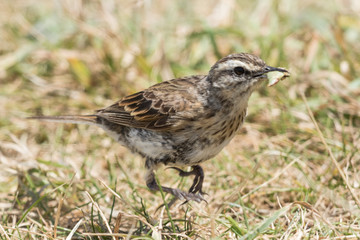 Australasian Pipit