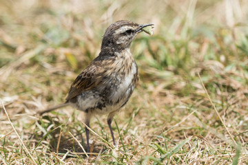Australasian Pipit
