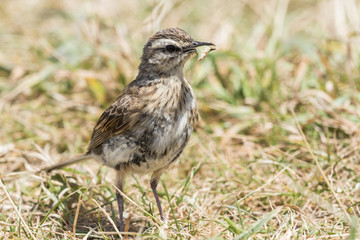 Australasian Pipit