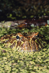 Brazilian Horned Frog, (Ceratophrys aurita)