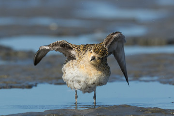 Pacific Golden Plover