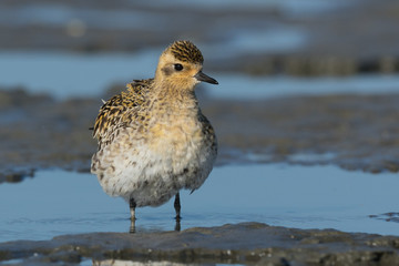 Pacific Golden Plover