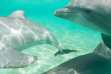 Bottlenose Dolphins (Tursiops truncatus) Caribbean Sea near Roatan, Honduras 
