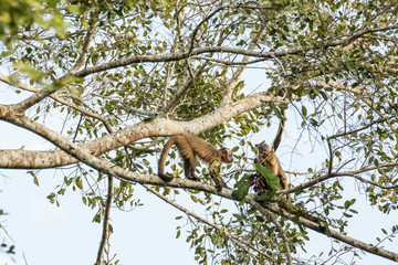 Pantanal, Mato Grosso, Brazil. Two Brown or Black-capped, Pin or Tufted monkeys (Sapajus apella)....