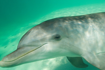 Naklejka premium Bottlenose Dolphins (Tursiops truncatus) Caribbean Sea near Roatan, Honduras 