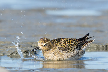 Pacific Golden Plover
