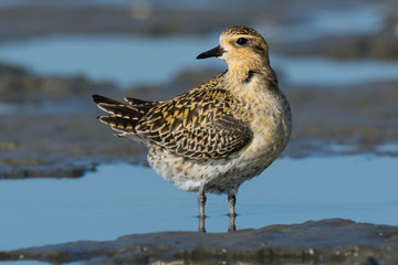 Pacific Golden Plover