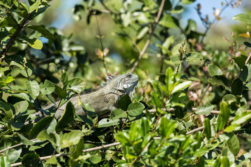 Pantanal, Mato Grosso, Brazil. Green Iguana perched in a small tree.
