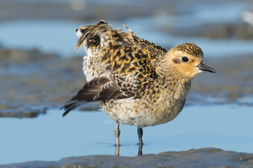 Pacific Golden Plover