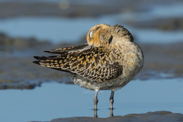 Pacific Golden Plover