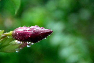 South Pacific, French Polynesia, Society Islands, Bora Bora. Raindrops on tropical flowers.