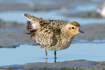 Pacific Golden Plover