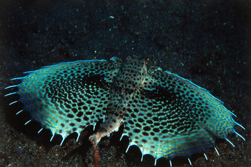 Close-Up of Oriental Helmet Gurnard (Dactyloptena orientalis)