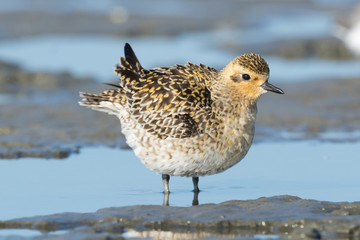 Pacific Golden Plover