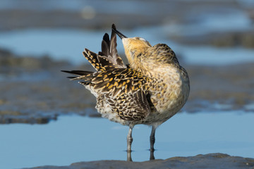 Pacific Golden Plover