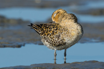 Pacific Golden Plover