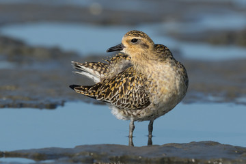 Pacific Golden Plover