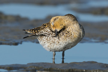 Pacific Golden Plover