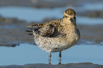 Pacific Golden Plover