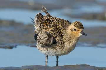 Pacific Golden Plover