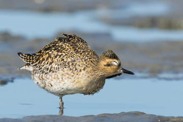 Pacific Golden Plover