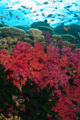 Fototapeta na wymiar schooling Fairy Basslets (Pseudanthias squamipinnis) near Soft Corals (Dendronepthya sp.), Vibrant & Colorful, healthy Coral Reef, Bligh Water, Viti Levu, Fiji, South Pacific