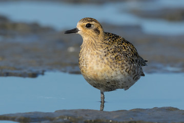 Pacific Golden Plover