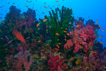 schooling Fairy Basslets (Pseudanthias squamipinnis) near Soft Corals (Dendronepthya sp.) and Coral Cod, Vibrant & Colorful, healthy Coral Reef, Bligh Water, Viti Levu, Fiji, South Pacific