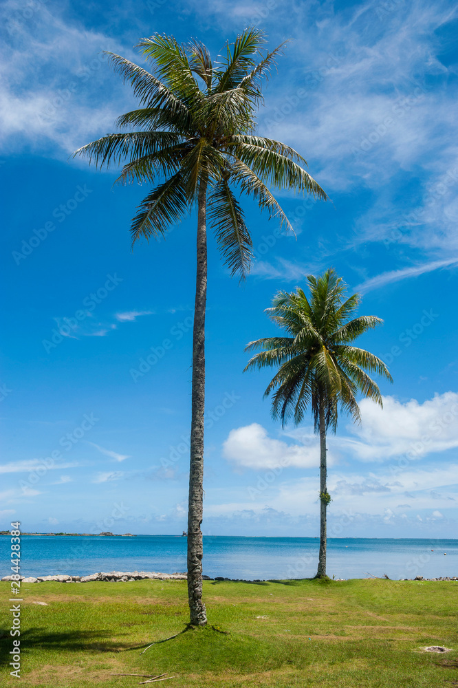 Wall mural Palm trees at the beach, Pohnpei, Micronesia, Central Pacific