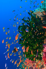 Fototapeta na wymiar Schooling Fairy Basslets (Pseudanthias squaminipinnis), Vibrant & Colorful, healthy Coral Reef, Bligh Water, Viti Levu, Fiji, South Pacific
