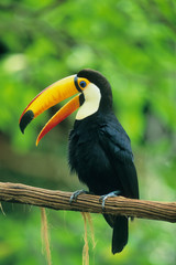 Toco Toucan, (Ramphastos toco), Atlantic Forest, Iguacu Falls National Park, Brazil.