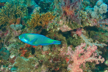 Parrotfish, Shark Feed Dive between Pacific Harbour & Beqa Island off Southern Viti Levu, Fiji,...