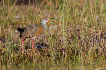 Belize, Crooked Tree Wildlife Sanctuary. Wood Rail walks at the edge of a small stream foraging for food.