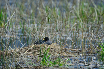 Chile, Aysen, Valle Chacabuco. Red-gartered Coot (Fulica armillata) in Patagonia Park.