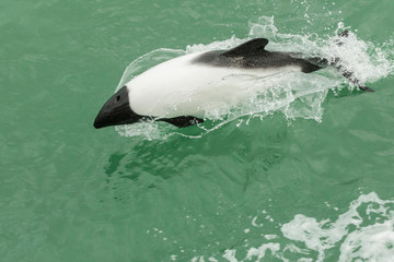 Chile, Patagonia, Straits of Magellan. Commerson's dolphin breaching. Credit as: Cathy & Gordon...