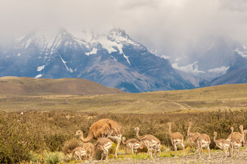 Fototapeta premium Chile, Patagonia. Rhea father and chicks. Credit as: Cathy and Gordon Illg / Jaynes Gallery / DanitaDelimont.com